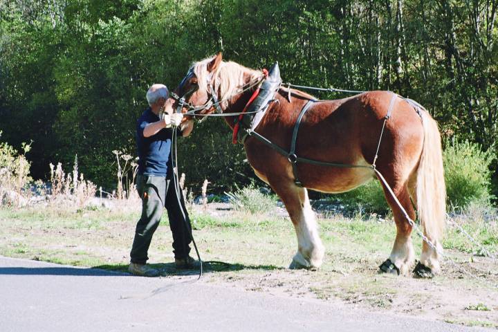 Le cheval Jumbo au travail 